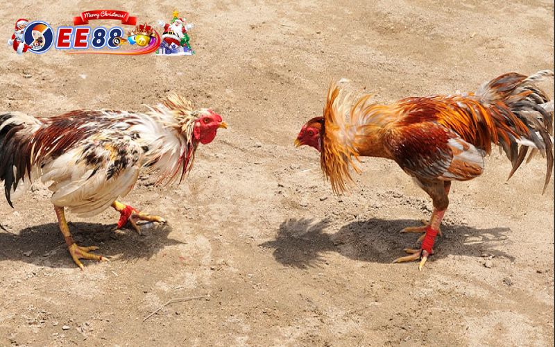 Đá gà EE88 luôn khẳng định vị thế dẫn đầu trên thị trường