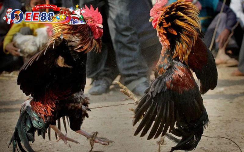 Sân chơi đá gà EE88 nổi bật với nhiều tính năng vô cùng hấp dẫn